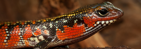 Få gode råd til flammeskink hos Plantorama
