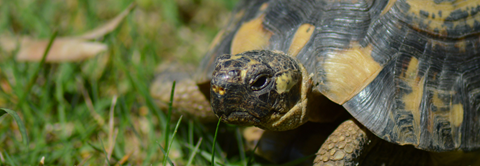 Få gode råd til græsk landskildpadde hos Plantorama