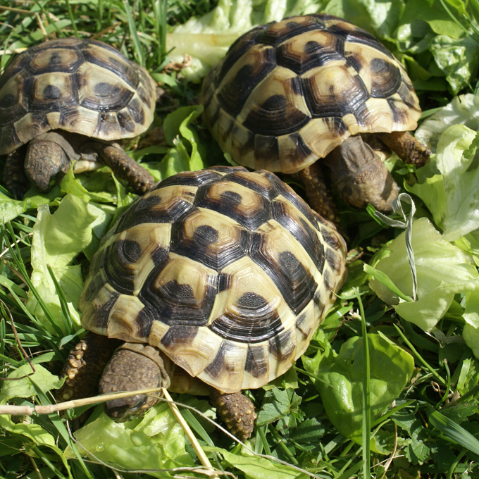 Få gode råd til græsk landskildpadde hos Plantorama