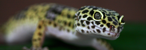 Få gode råd til leopardgekko hos Plantorama
