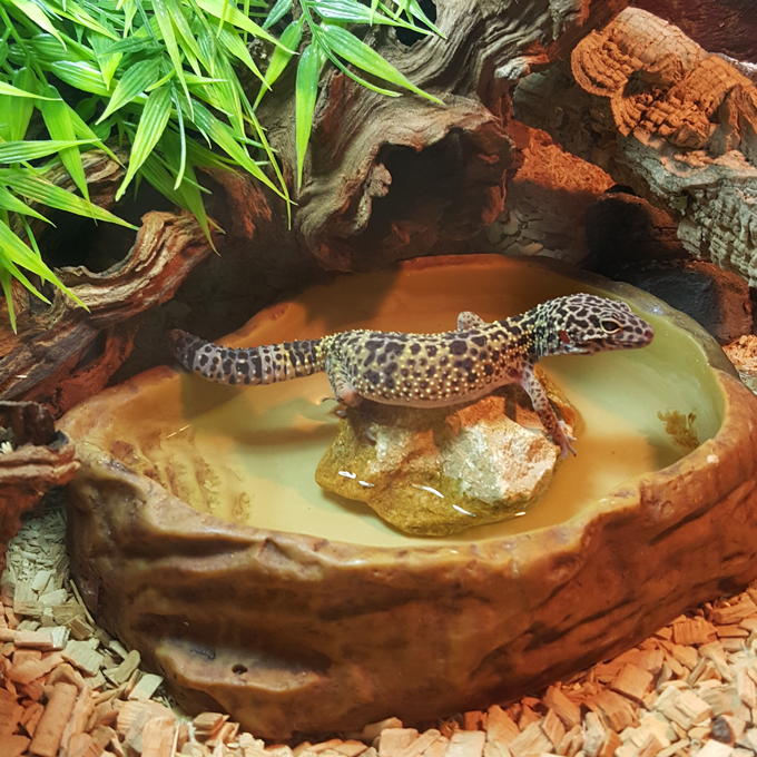 Få gode råd til leopardgekko hos Plantorama