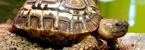 Få gode råd til leopardskildpadde hos Plantorama