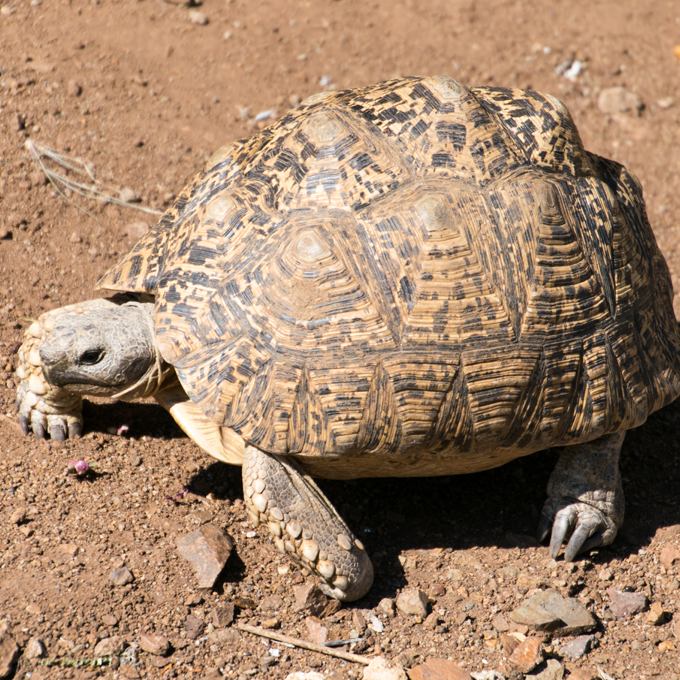 Få gode råd til leopardskildpadde hos Plantorama