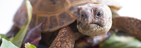 Få gode råd til russisk landskildpadde hos Plantorama