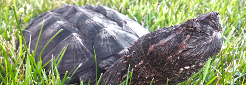 Få gode råd til snapskildpadde hos Plantorama