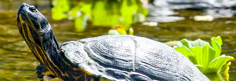 Få gode råd til sumpskildpadde hos Plantorama