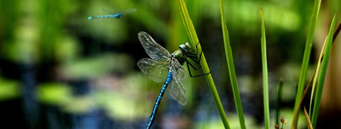 4 tips: Øg biodiversiteten med en havedam