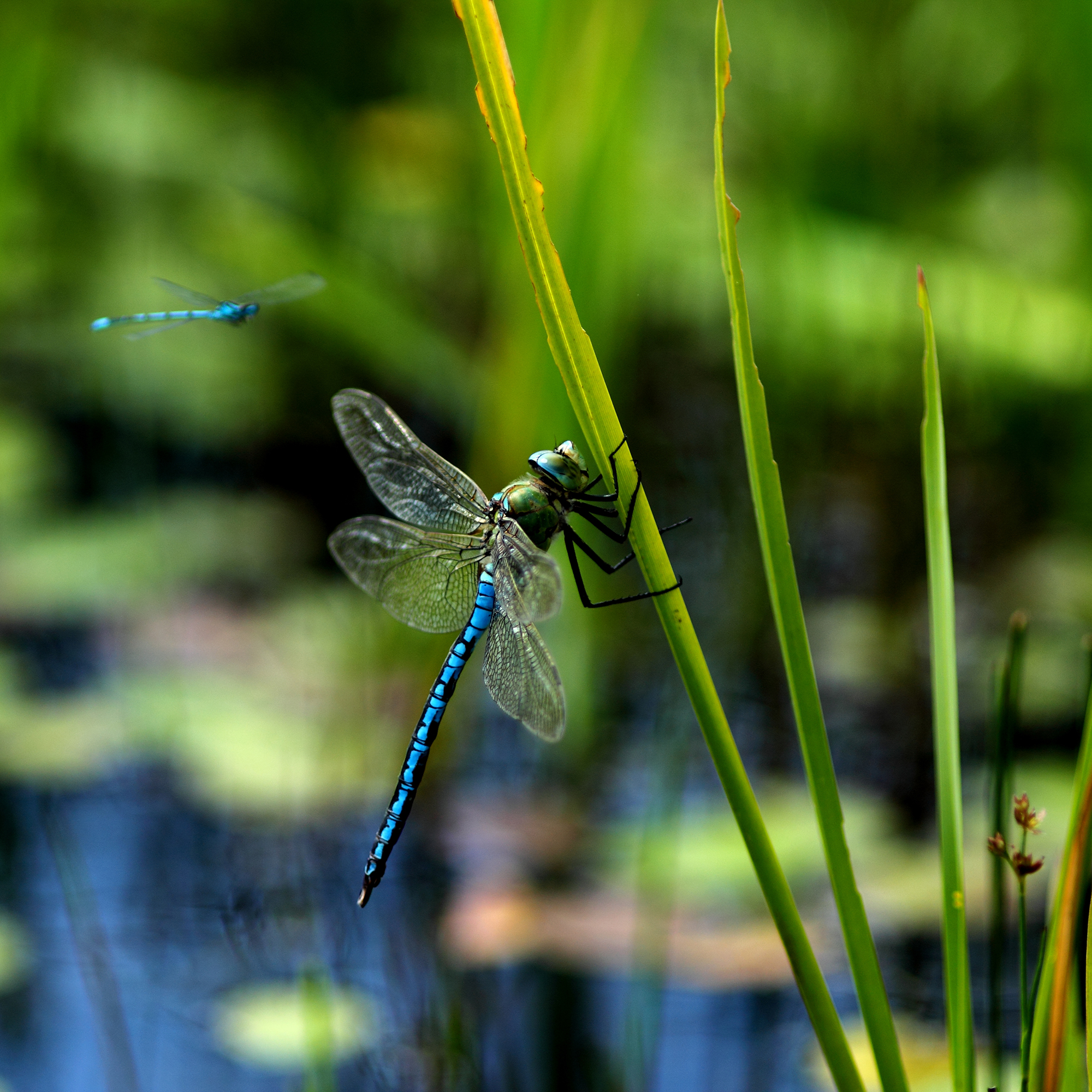 4 tips: Øg biodiversiteten med en havedam
