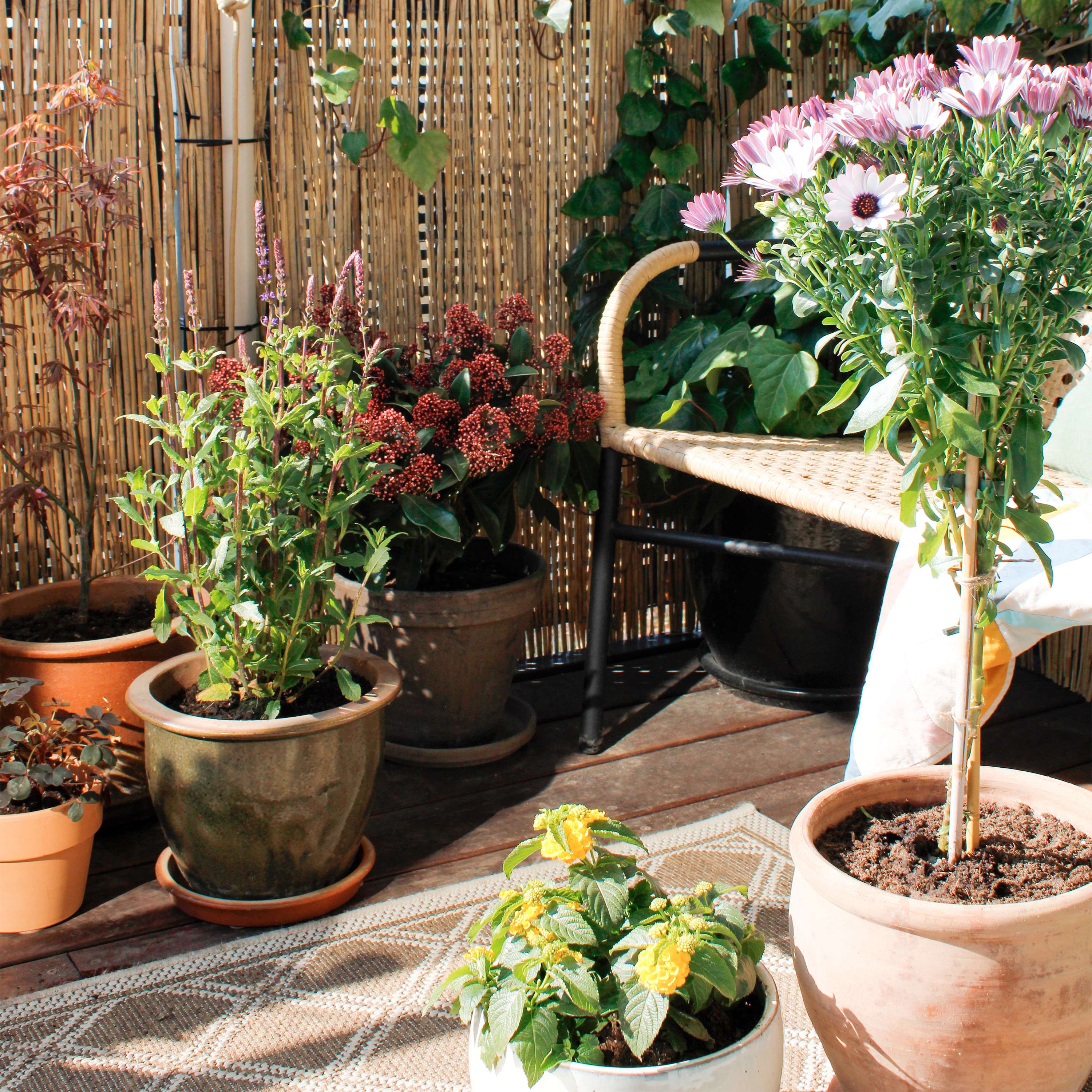 Få en sommerklar altan - Plantorama