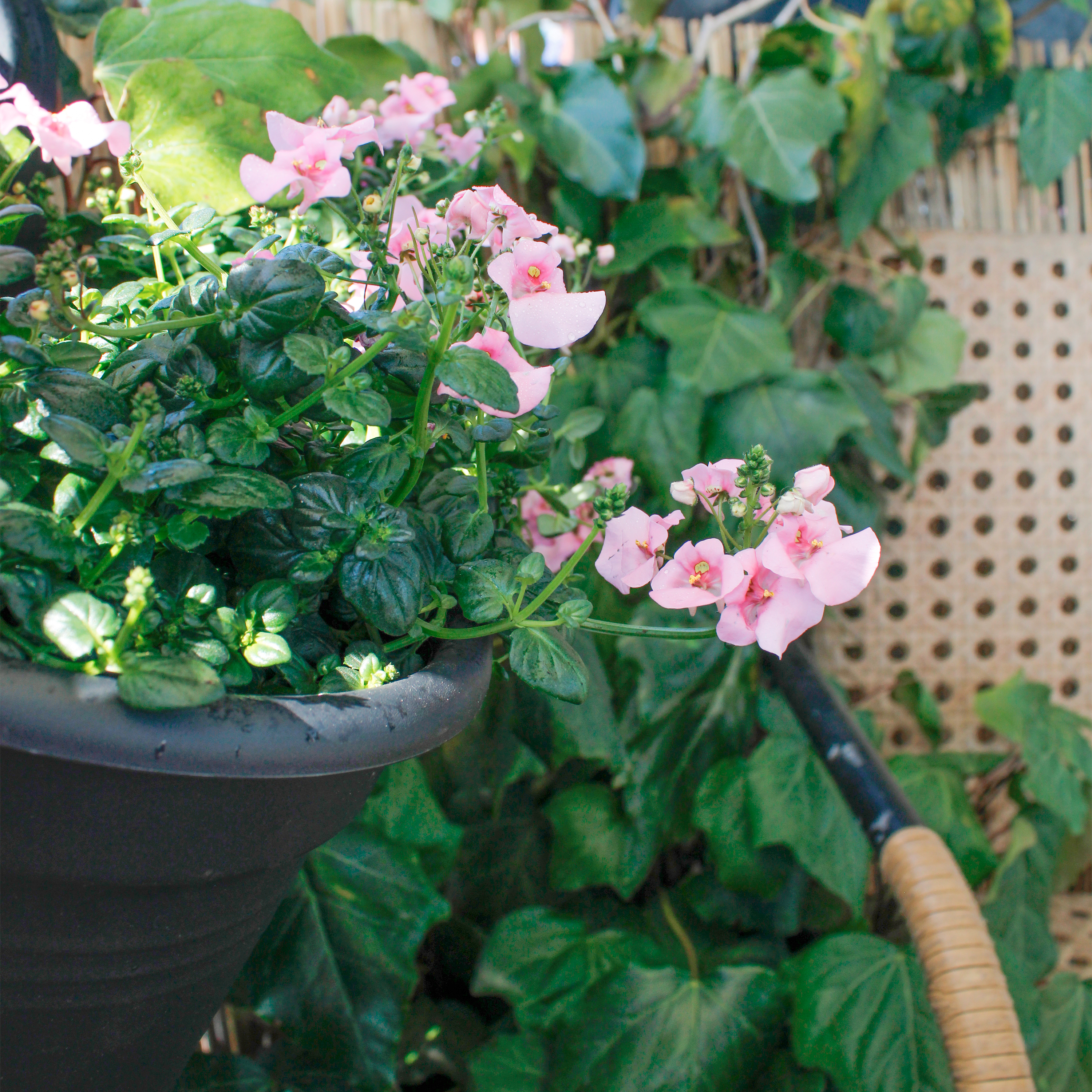 Få en sommerklar altan - Plantorama