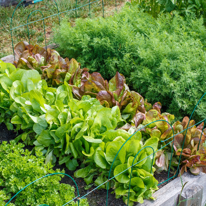 Hvad er urban gardening? Find svar på plantorama.dk