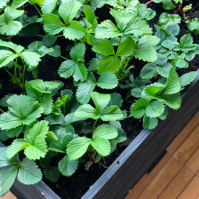 Sådan gør du altanen klar til sommer - Plantorama