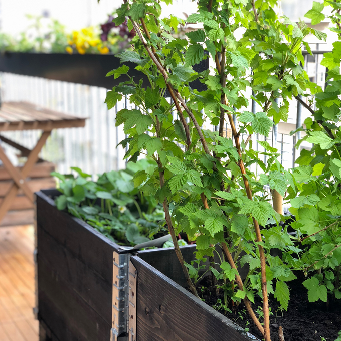 Sådan gør du altanen klar til sommer - Plantorama
