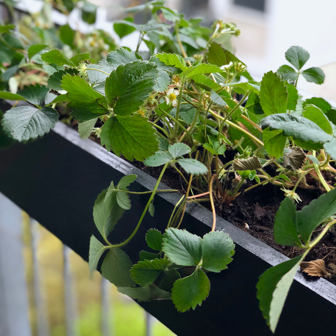 Sådan gør du altanen klar til sommer - Plantorama