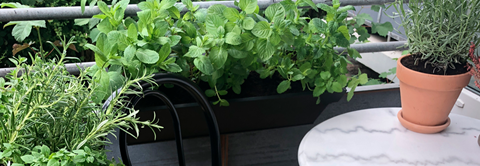Sådan planter du krydderurter på altanen - Plantorama
