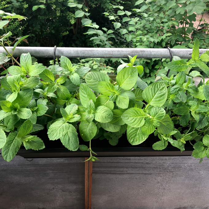 Sådan planter du krydderurter på altanen - Plantorama