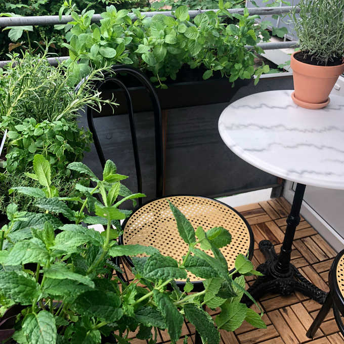 Sådan planter du krydderurter på altanen - Plantorama