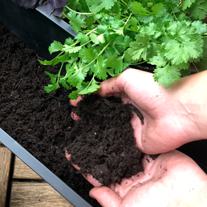 Sådan planter du krydderurter på altanen - Plantorama
