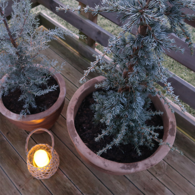 Skab liv i vinterhaven med lys og planter - Plantorama