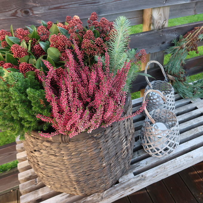 Skab liv i vinterhaven med lys og planter - Plantorama