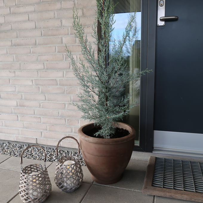 Skab liv i vinterhaven med lys og planter - Plantorama