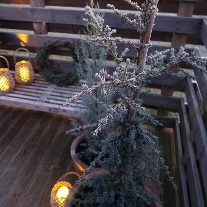 Skab liv i vinterhaven med lys og planter - Plantorama