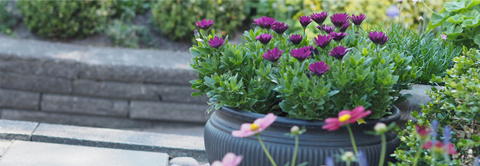 Skab sommerstemning på terrassen med blomster - Plantorama