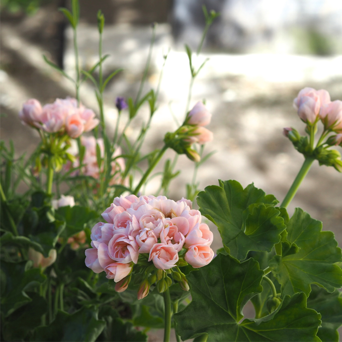 Skab sommerstemning på terrassen med blomster - Plantorama