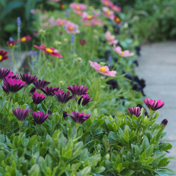 Skab sommerstemning på terrassen med blomster - Plantorama