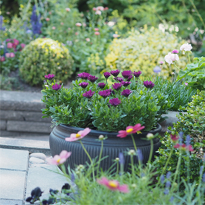 Skab sommerstemning på terrassen med blomster - Plantorama