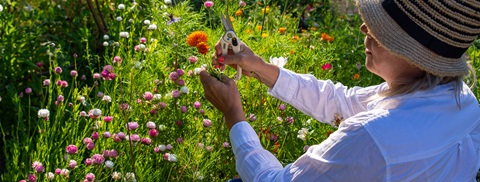 Dyrk dine egne snitblomster - Plantorama