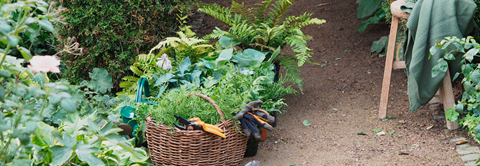 Velegnede planter til skyggebedet - Plantorama og Livsnyderhaven