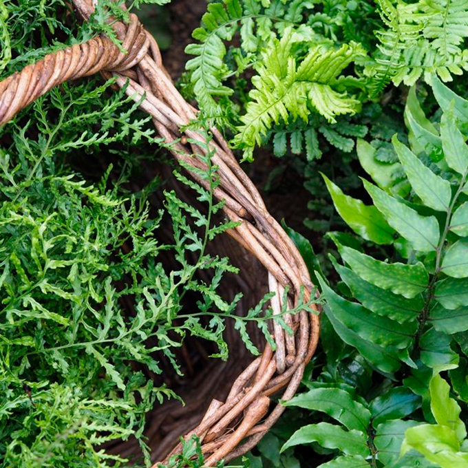 Velegnede planter til skyggebedet - Plantorama og Livsnyderhaven
