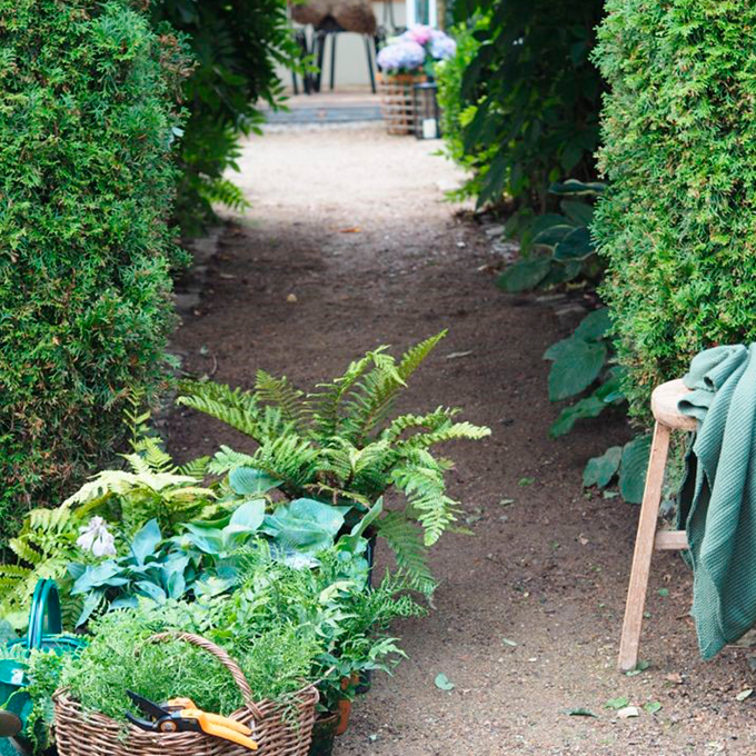 Velegnede planter til skyggebedet - Plantorama og Livsnyderhaven
