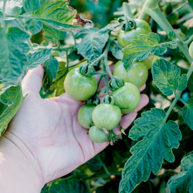 Kom med i Christine Egholms nye sommerhushave - Plantorama