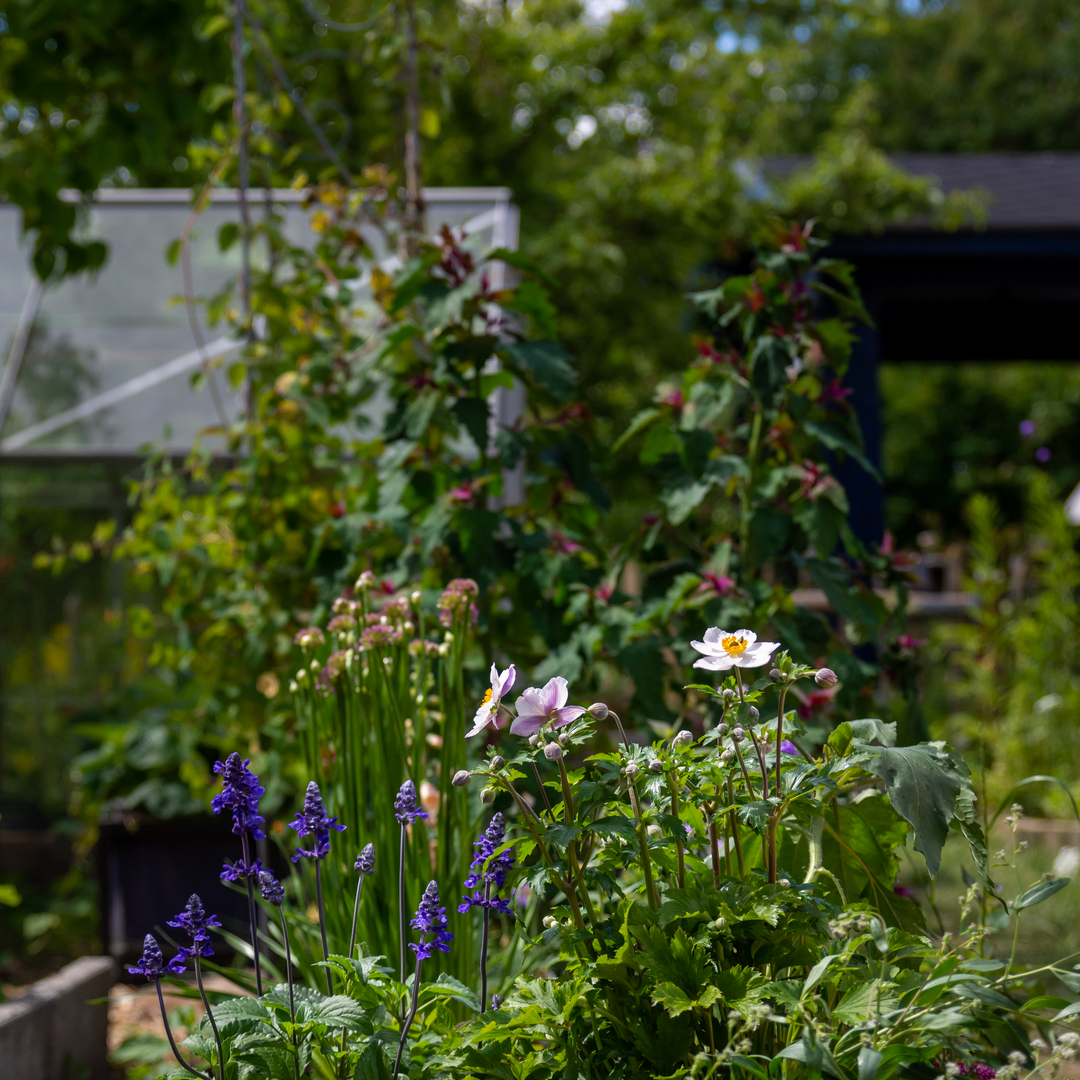 Staudebed i blomst