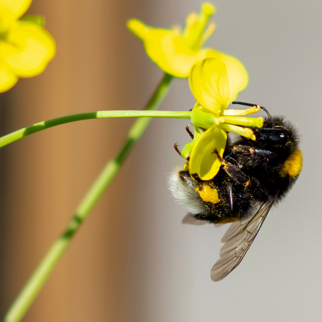 Bi på gul blomst
