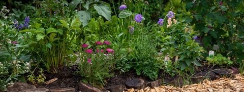 Staudebed i blomst