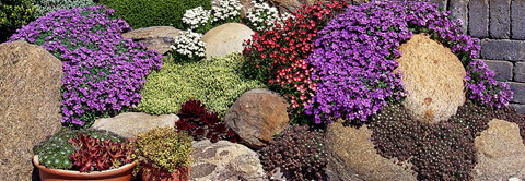 Plantorama | Sådan planter du et stenbed
