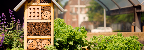 Sådan tiltrækker du flere insekter til haven - Plantorama