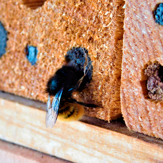 Sådan tiltrækker du flere insekter til haven - Plantorama