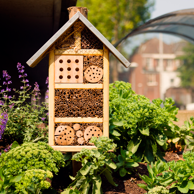 Sådan tiltrækker du flere insekter til haven - Plantorama