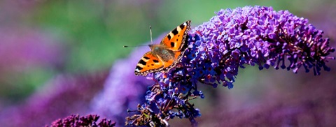 Sommerfugl
