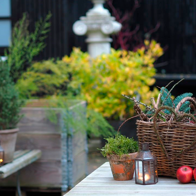 Tips til en hyggelig julestemning i vinterhaven - Plantorama