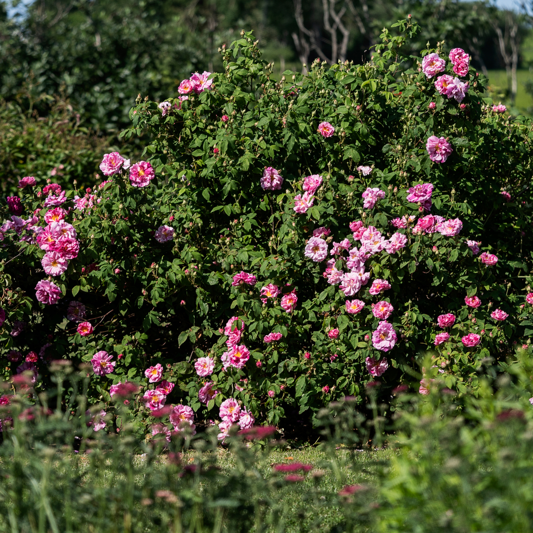 Plantorama | Få inspiration til den romantisk have
