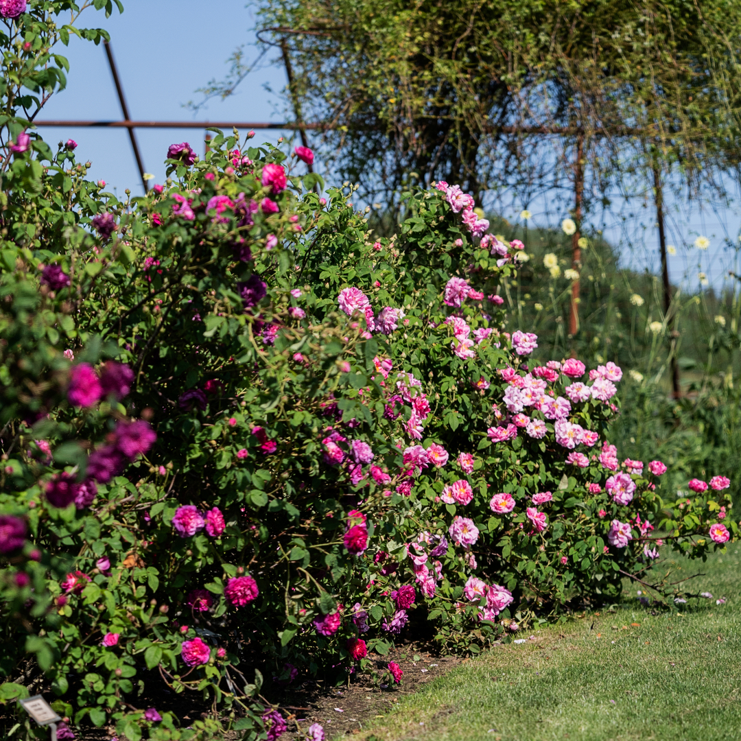 Plantorama | Få inspiration til den romantisk have