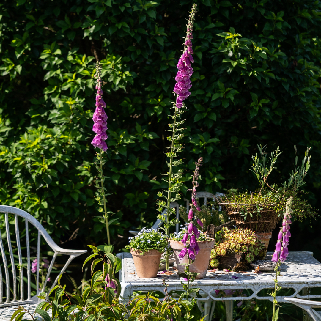 Plantorama | Få inspiration til den romantisk have