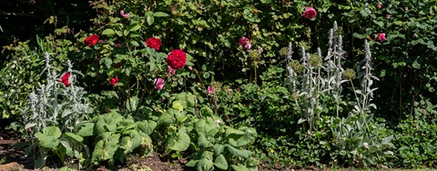 Plantorama | Få inspiration til den romantisk have