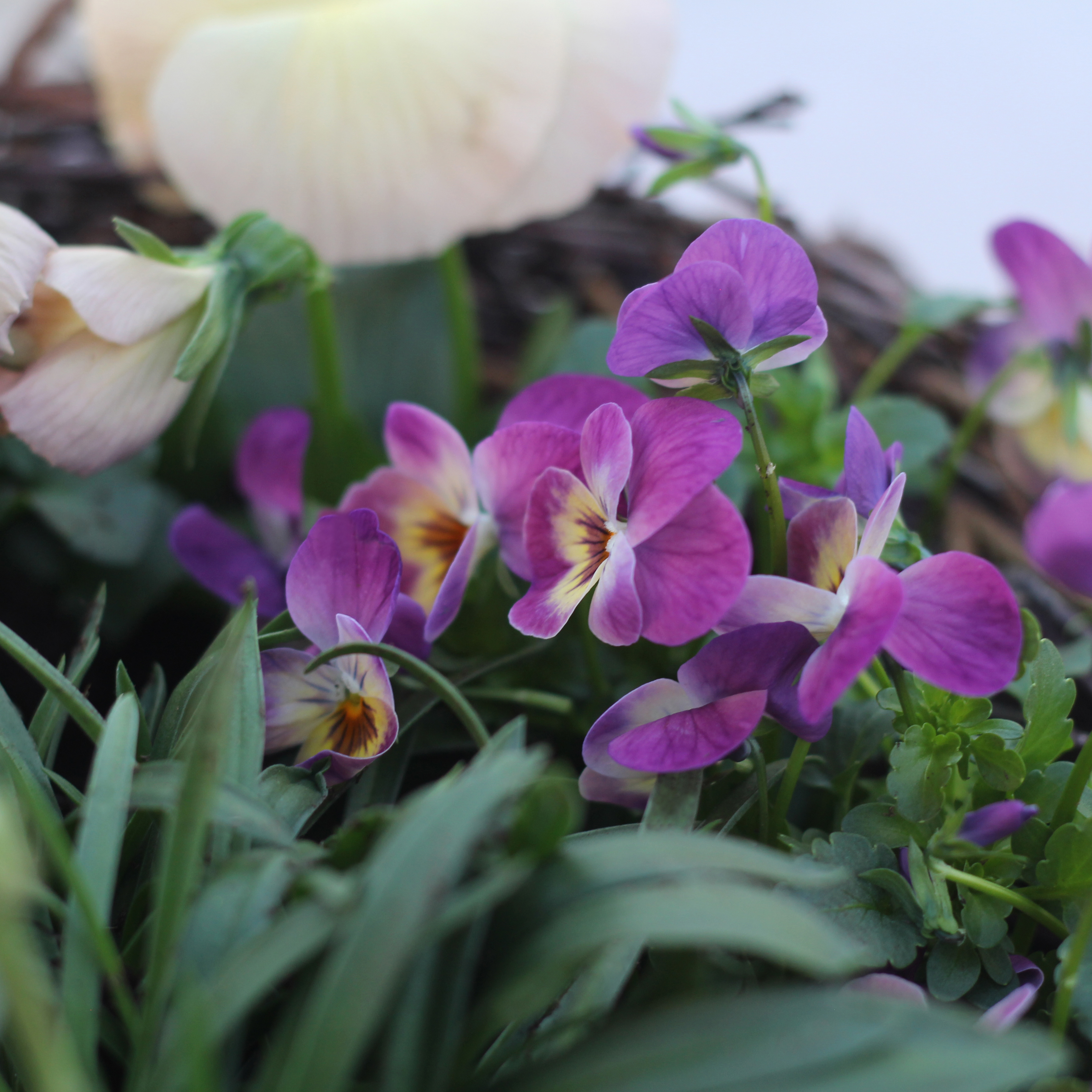 Blomstrende pasteller ude og inde - Plantorama