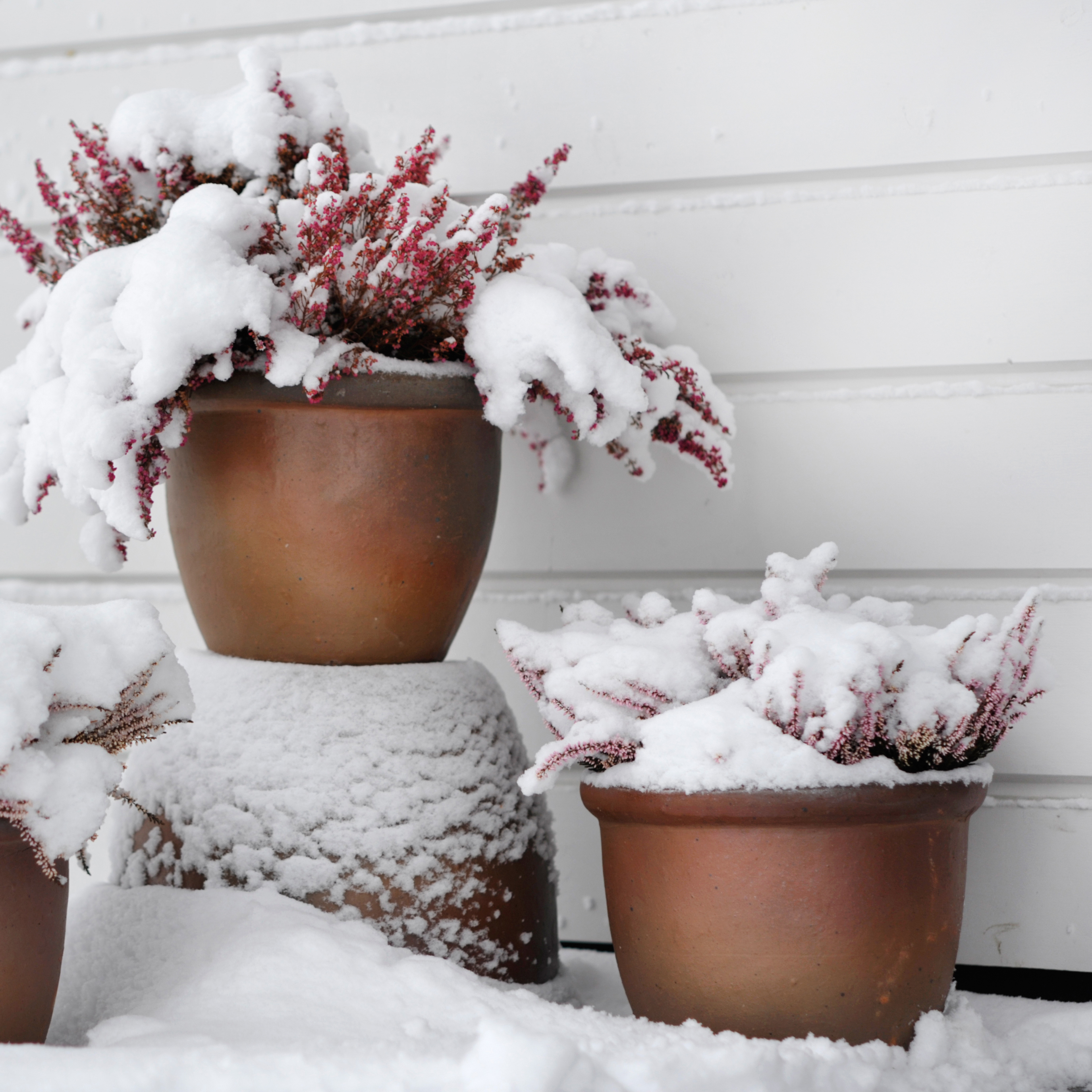 Havekrukker vinter